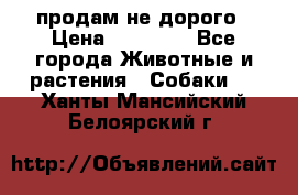 продам не дорого › Цена ­ 10 000 - Все города Животные и растения » Собаки   . Ханты-Мансийский,Белоярский г.